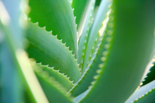 Aloe vera ako balzam na trávenia